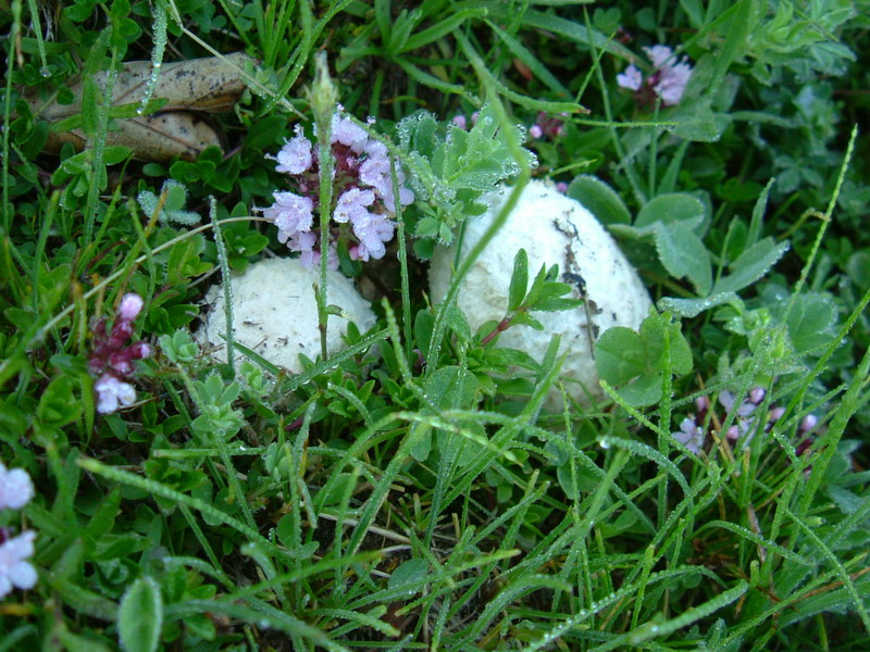 Lycoperdaceae